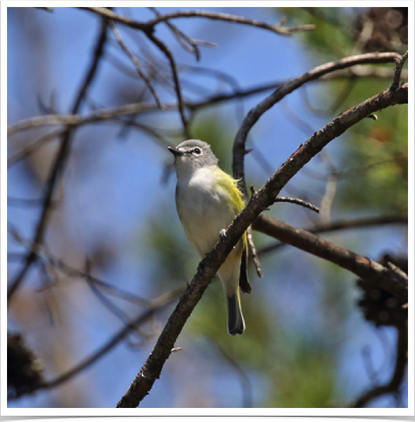 Blue-headed Vireo